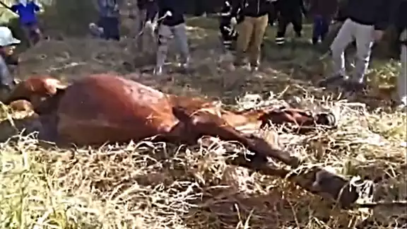 El caballo fue rescatado con vida de Xochimilco