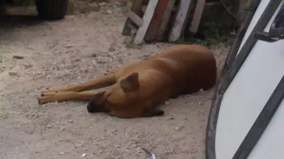 Lugareños aseguraron que por medio de este químico es que se ha estado acabando con la vida de los felinos y caninos Lugareños aseguraron que por medio de este químico es que se ha estado acabando con la vida de los felinos y caninos