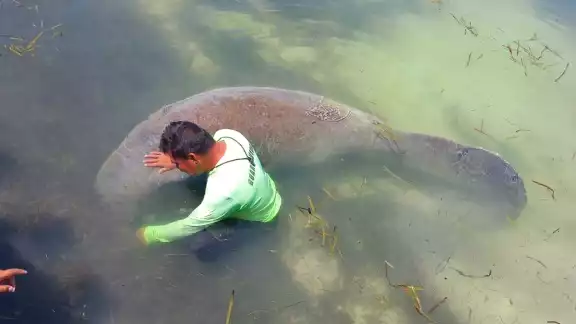 En la temporada de Semana Santa es cuando el mamífero se deja ver en Lerma, Campeche En la temporada de Semana Santa es cuando el mamífero se deja ver en Lerma, Campeche