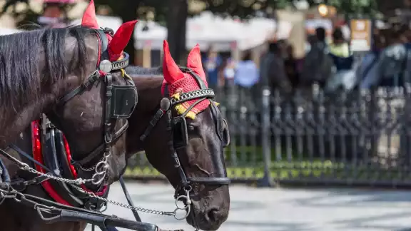 El caballo sufrió maltrato y el público lo defendió. Foto: Especial