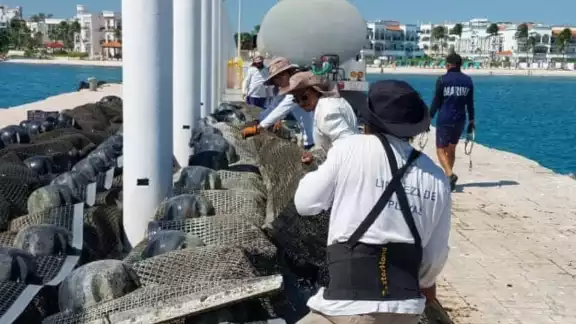 Estos trabajos se realizan en coordinación con la Secretaría de Medio Ambiente Sustentable