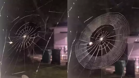 El video muestra las habilidades que tiene una pequeña araña para construir su tela para capturar a sus presas El video muestra las habilidades que tiene una pequeña araña para construir su tela para capturar a sus presas