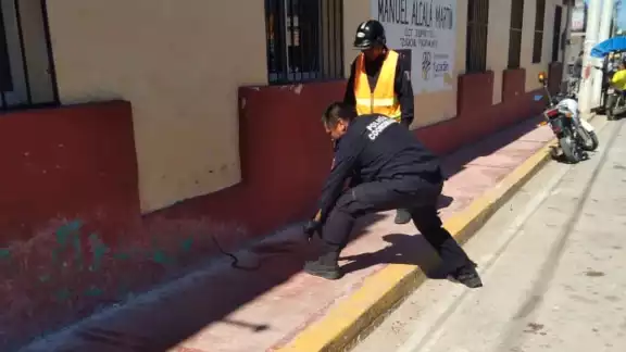 La serpiente fue devuelta a su hábitat La serpiente fue devuelta a su hábitat