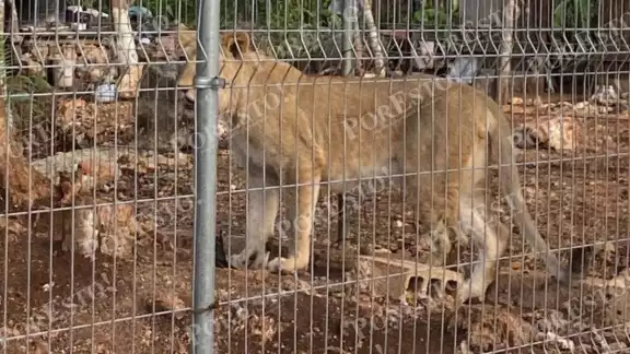 Ser desconoce como fue que ingresaron dos leones a Chetumal Ser desconoce como fue que ingresaron dos leones a Chetumal