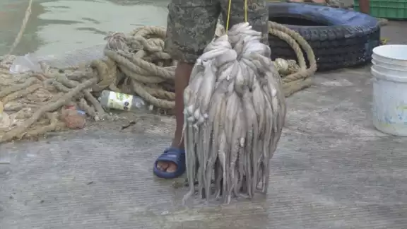 La Secretaría de Pesca admitió que la exportación a Europa es menor La Secretaría de Pesca admitió que la exportación a Europa es menor
