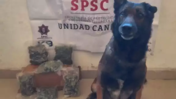 Los elementos policiacos procedieron a realizar el aseguramiento de las bolsas