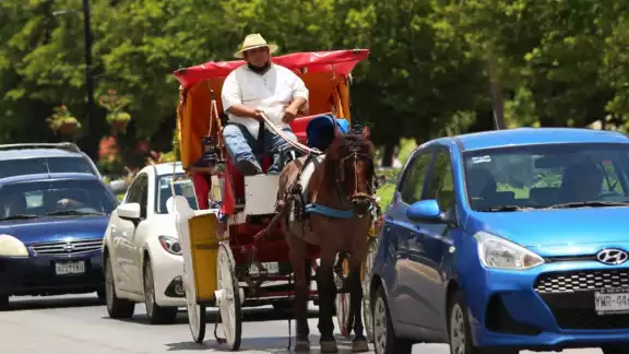 Aseguran que turistas prefieren las calesas con caballos y no las eléctricas Aseguran que turistas prefieren las calesas con caballos y no las eléctricas