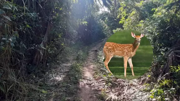 Una persona puede pasar de uno a nueve años en la cárcel por la caza de animales silvestres Una persona puede pasar de uno a nueve años en la cárcel por la caza de animales silvestres