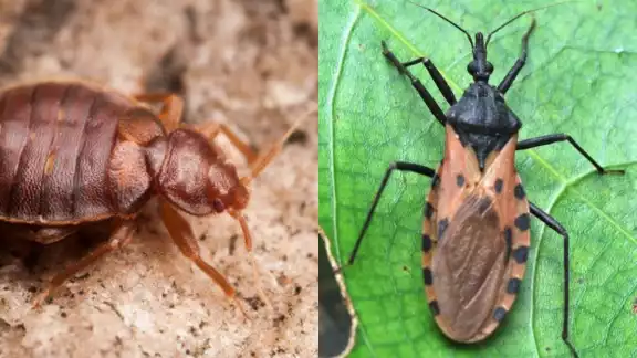 Las chinches en París son diferentes a las que habitan en Yucatán Las chinches en París son diferentes a las que habitan en Yucatán