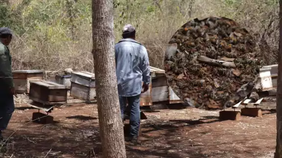 la muerte de las abejas se debe al uso intensivo de herbicidas, fungicidas, plaguicidas y fertilizantes agroquímicos.