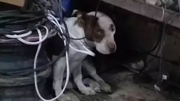 Desde hace tiempo han hallado y puesto a salvo a varios pitbulls en mal estado que son abandonados Desde hace tiempo han hallado y puesto a salvo a varios pitbulls en mal estado que son abandonados