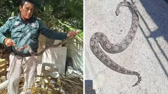 Una de las serpientes fue encontrada muerta en la vía pública