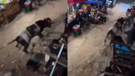 El toro no hirió a ninguno de los presentes en Timucuy El toro no hirió a ninguno de los presentes en Timucuy