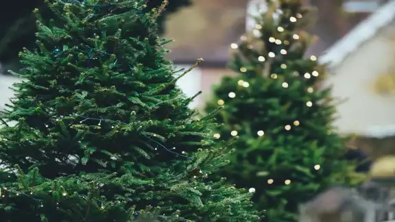 El árbol de navidad es un parte importante de la navidad El árbol de navidad es un parte importante de la navidad