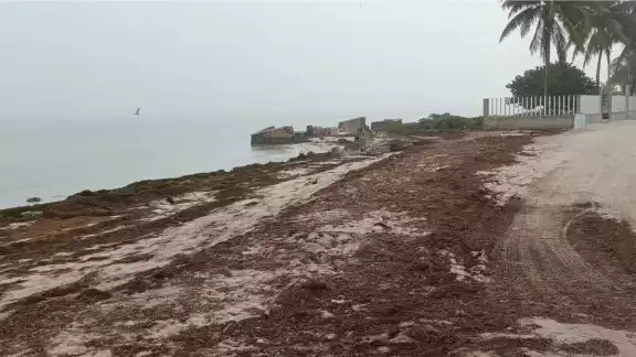 El municipio es una de las regiones más afectadas por el recale diario del pasto marino El municipio es una de las regiones más afectadas por el recale diario del pasto marino