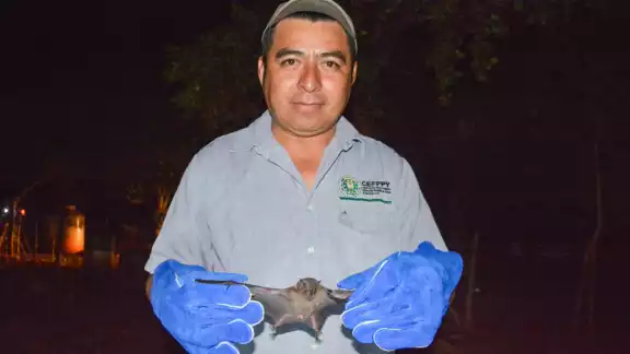 El programa consiste en instalar redes en los ranchos donde se ha registrado un mayor número de mordeduras El programa consiste en instalar redes en los ranchos donde se ha registrado un mayor número de mordeduras