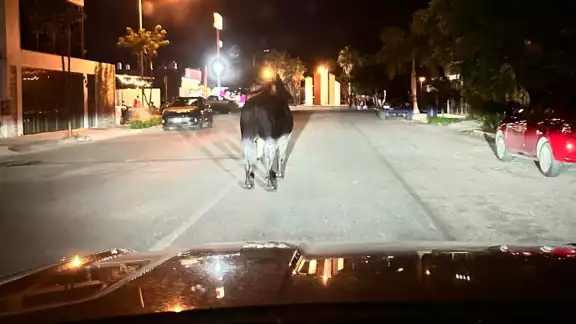 El toro se encontraba paseando por las calles como un día normal en la parcela El toro se encontraba paseando por las calles como un día normal en la parcela