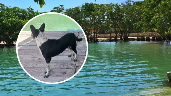 Los visitantes evitaron que el cocodrilo devore al perrito en el balneario de Chiquilá Los visitantes evitaron que el cocodrilo devore al perrito en el balneario de Chiquilá