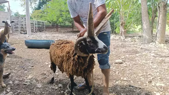 Este tipo de carneros son conocidos como "Oveja Picazo" o "Borrego de Jacob"