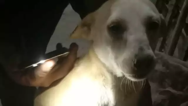 Joven presuntamente bajo los efectos de sustancias ilícitas lesiona a un perro con un machete