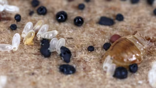 Las chinches habrían atacado a famosos presentes en la Semana de la Moda en París