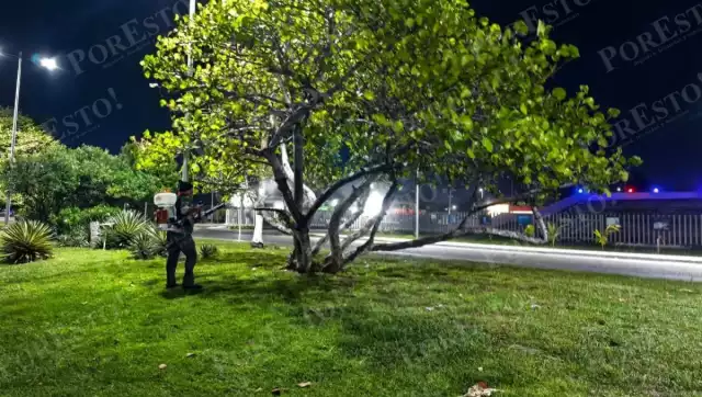 Personal de Medio Ambiente fumigó plantas de uva de playa en Playa Norte para controlar una plaga anual de orugas.