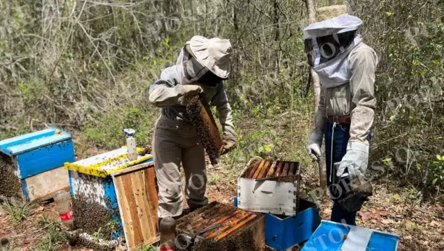 Florencio Uc Yeh, veterano apicultor de Francisco J. Mújica, comparte su experiencia en apicultura