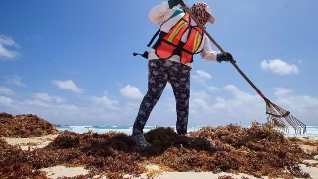 Utilizarían maquinarias en caso de exceso de sargazo