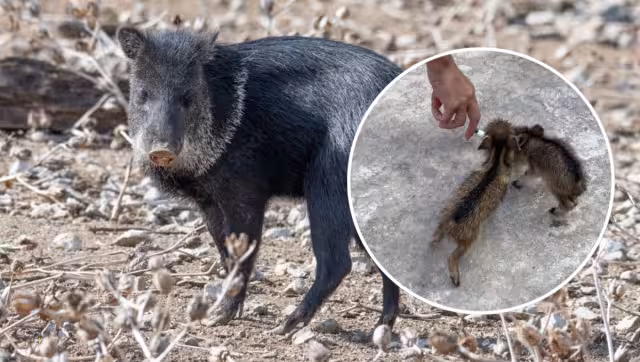 Se presume que los dos jabalíes habrían salido de un monte cercano