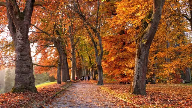 El otoño está a una hora de entrar. Foto: Especial