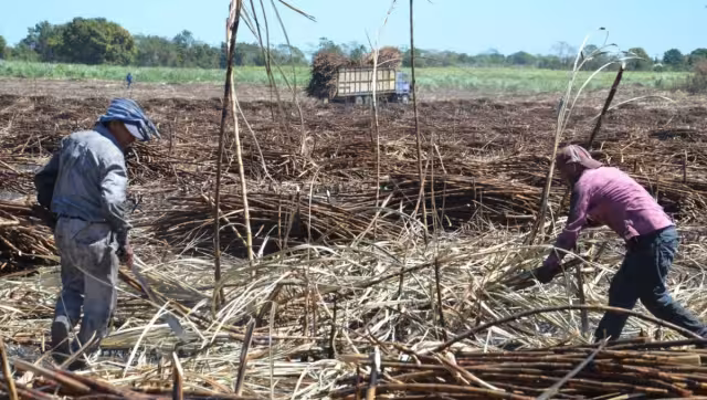 Esta vez, los trabajadores prefirieron dedicarse a las labores del Tren Maya.