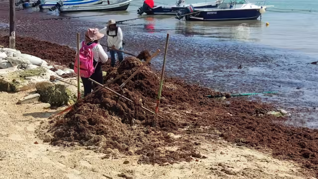 Convertiran el sargazo acomulado en Playa del Carmen en combustible