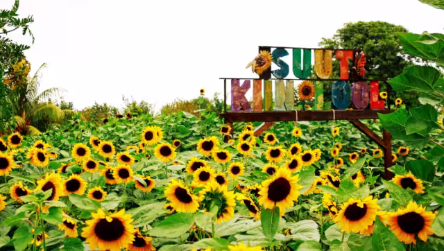 Se encuentra en Tetiz, el cual es un municipio pequeño, apenas alcanza los 4 mil habitantes