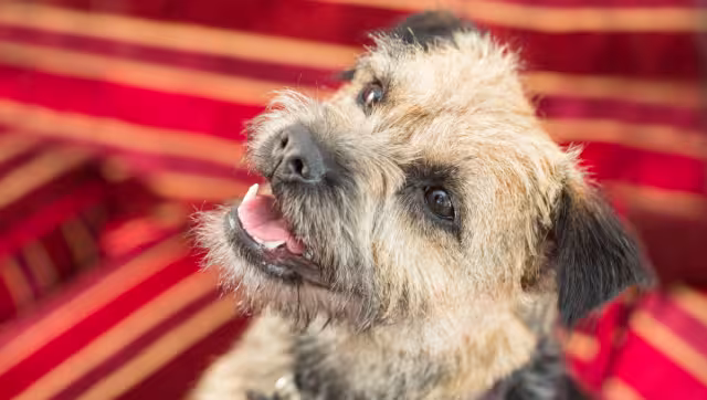 La cachorra recorrió una distancia inexplicable. Foto: Especial