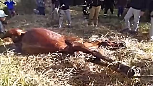 El caballo fue rescatado con vida de Xochimilco