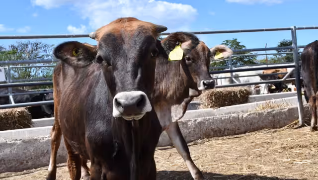 Pretender erradicar la enfermedad en tres años