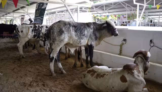 Carmen cuenta con 170 mil ganados