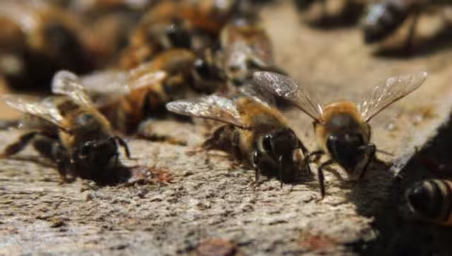 El menor fue trasladado al hospital para atender las picaduras