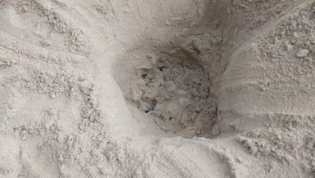 Elementos de la Policía Ecológica hallan un ejemplar de carey en la zona de Pig Beach
