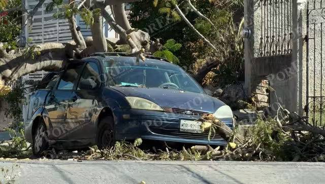 El árbol cayó sobre el automóvil que se encontraba estacionado