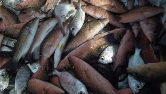 Reciben todos los días envíos de la costa, por lo que pueden garantizar su frescura