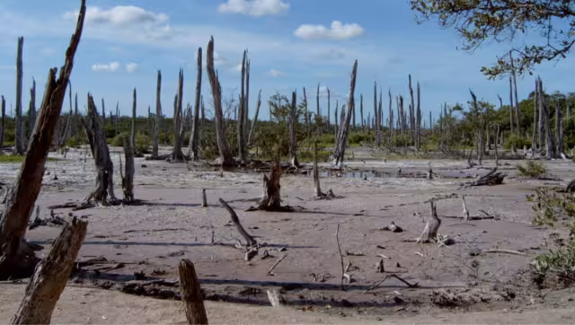 El bosque petrificado es un paisaje único en Yucatán