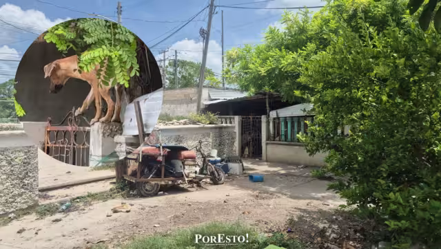 Habitantes acusan agresiones y maltrato de perros en Champotón