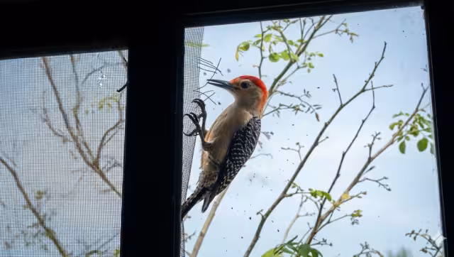 Los carpinteros suelen golpear objetos como las ventanas por distintas razones