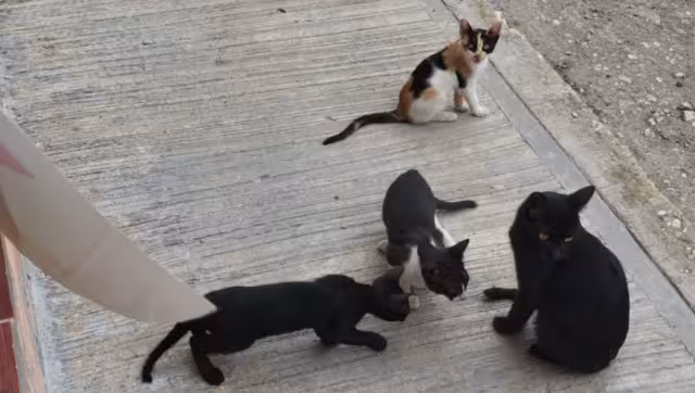 La población de Kanasín y Progreso se enfrenta al hallazgo de gatos muertos en las calles