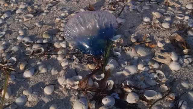 Bañistas de San Crisanto aseguran que la picadura de esta especie marina es peligrosa