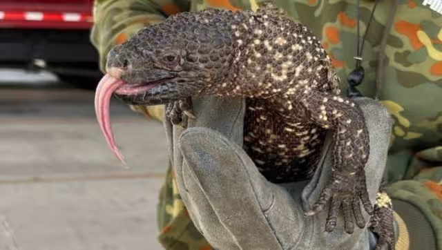 El reptil fue rescatado luego puesto en libertad