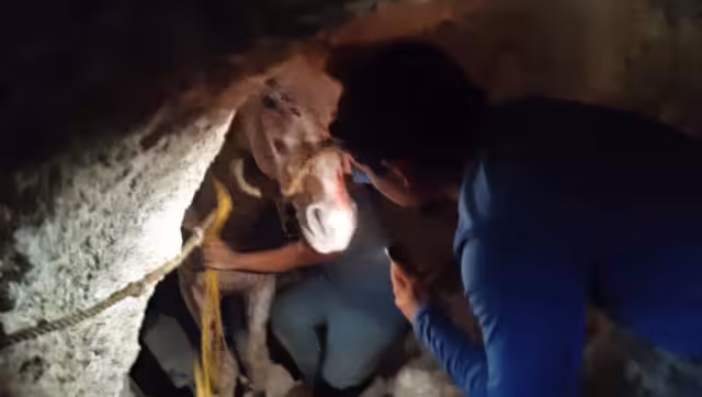 Las labores de rescate fueron un éxito y el cuadrúpedo permanece en observación para descartar que haya sufrido heridas internas