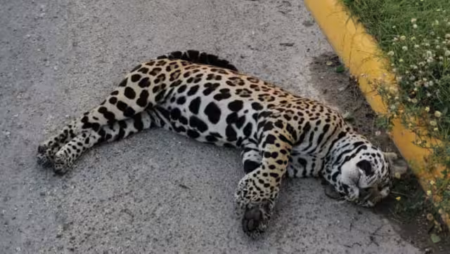 El caso del jaguar atropellado se dio hace un año y medio