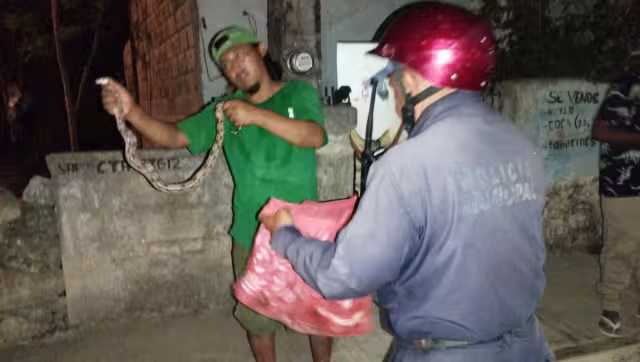 La serpiente fue asegurada por la policía municipal y luego liberada en su hábitat